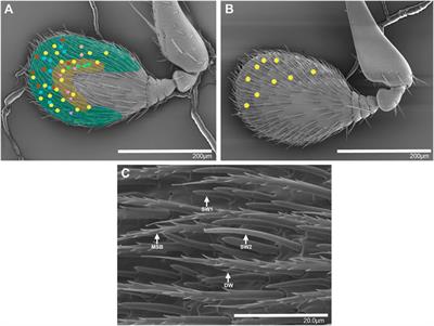 Characterization of olfactory sensory neurons in the striped ambrosia beetle Trypodendron lineatum